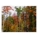 Suche nach wald im herbst poster Bäume