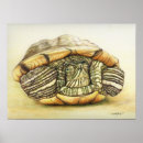 Suche nach schieber poster Schildkröte