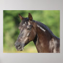 Suche nach mustang poster Black