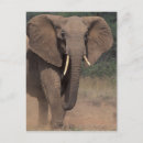 Suche nach afrikanische postkarten Wüste