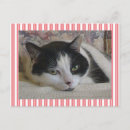 Suche nach rosa katze postkarten Katzenfrau