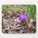 Suche nach krokus blumen mousepads Quelle