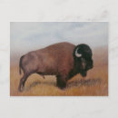 Suche nach bison postkarten Colorado