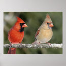 Suche nach grüner vogel poster Niederlassung