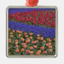 Suche nach tulpen ornamente Rosa