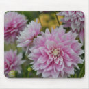 Suche nach rosa dahlien mousepads Dahlia blume
