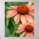 Suche nach echinacea poster Fotografie