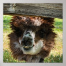 Suche nach alpaca poster Tiere