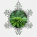 Suche nach unkraut ornamente Pflanze