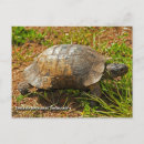 Suche nach herman poster Schildkröte