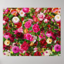 Suche nach vintage rose poster Blume