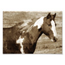 Suche nach pferdeartig poster Palomino