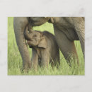 Suche nach junger elefant postkarten Tierwelt