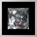 Suche nach bengalischer tiger poster Wildkatzen