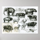 Suche nach huftiere poster Bison