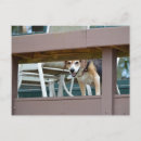 Suche nach männlicher hund poster Kaninchen