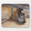 Suche nach deutsche dogge mousepads Däne