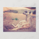 Suche nach meerkats postkarten Wüste