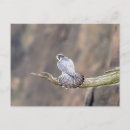 Suche nach wanderfalke postkarten Tiere