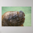 Suche nach seelöwen poster Wasser