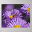 Suche nach purples poster Blume