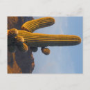 Suche nach arizona postkarten Fotografie