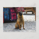 Suche nach shar pei postkarten Chinesisch