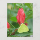 Suche nach schwefel poster Blume