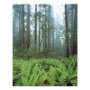 Suche nach waldboden poster Farn