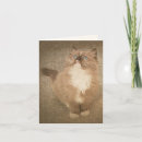 Suche nach kätzchen kleine grußkarten Kitty