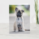 Suche nach german shepherd karten Haustier