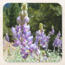 Suche nach lupine untersetzer Lila