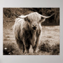 Suche nach scotland poster Kuh