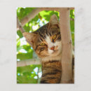 Suche nach katzen mit grünen augen poster postkarten Niedliche katze
