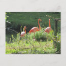 Suche nach rosa flamingos postkarten Wild