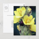 Suche nach kafe postkarten Blume