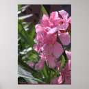 Suche nach oleander poster Blume