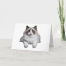 Suche nach ragdoll cat karten Lumpenkatze