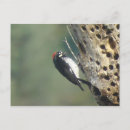 Suche nach acorn poster Tiere