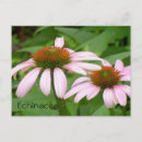 Suche nach echinacea postkarten Blume