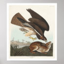 Suche nach häufig poster Vögel