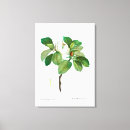 Suche nach redouté Blume