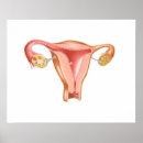 Suche nach uterus poster Gonade