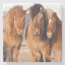 Suche nach equus untersetzer Tier