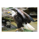 Suche nach kahl poster Patriotisch