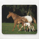 Suche nach stuten mousepads Appaloosa
