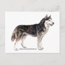 Suche nach schlittenhunde postkarten Huskies
