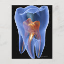 Suche nach querschnitt postkarten Biologie