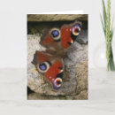 Suche nach peacock karten Schmetterling