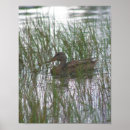 Suche nach duck poster Animal